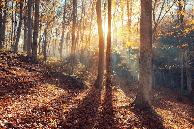 Beautiful autumn forest in crimean mountains at sunset Nature