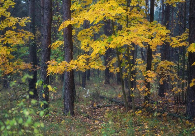 Foto bella foresta d'autunno durante la caduta delle foglie