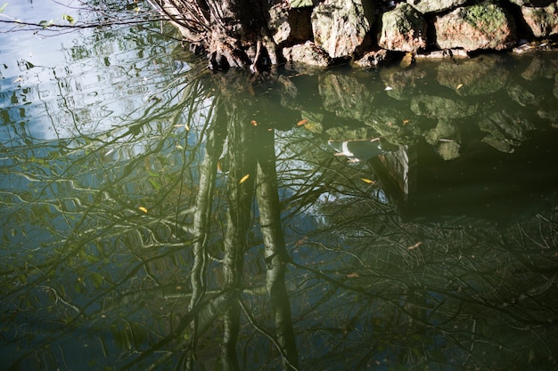 静かな湖に映る美しい秋の森の風景