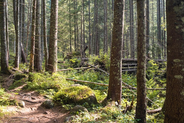 Beautiful autumn forest mountain path at sunset. Tourism hiking. National nature park