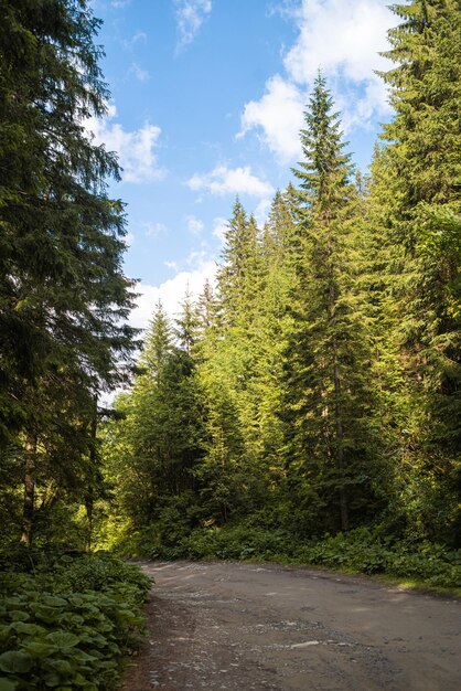 Beautiful autumn forest mountain path at sunset. Tourism hiking. National nature park