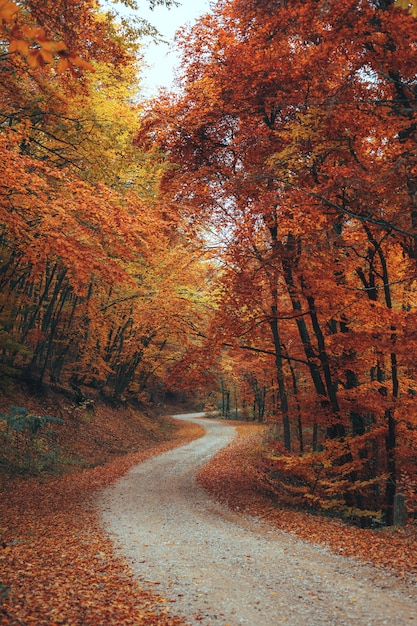 美しい秋の森の山道