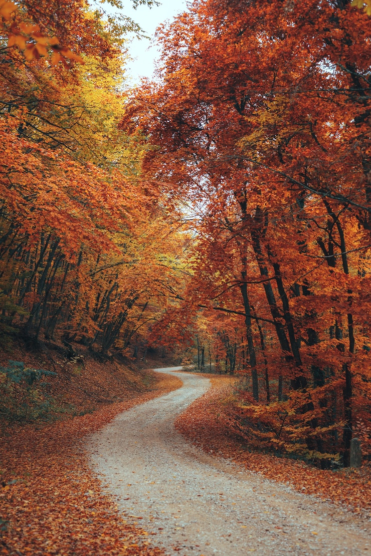 Photo beautiful autumn forest mountain path