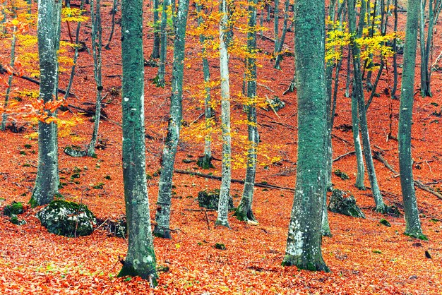 Foto bella foresta di autunno nel parco con alberi gialli e rossi