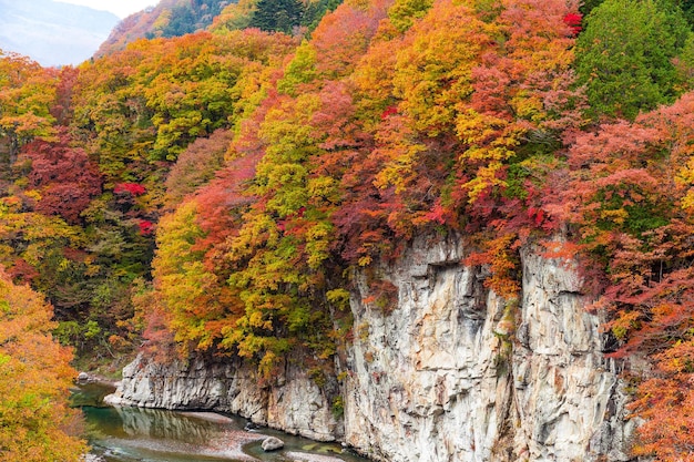 日本の美しい秋の森と川