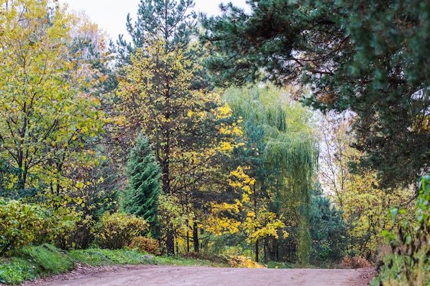 Bella foresta autunnale e strada giallo brillante foglie di alberi sfondo naturale