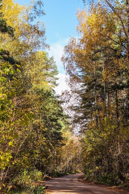 美しい秋の森と道路木々の明るい黄色の葉自然な背景