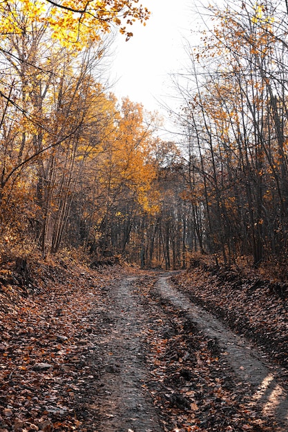 Красивая осенняя лесная тропа, дорога в лучах солнечного света, опавшие оранжевые ковровые листья в ноябре f ...