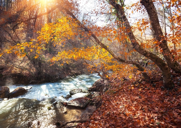 Beautiful autumn forest with river in crimean mountains at sunset