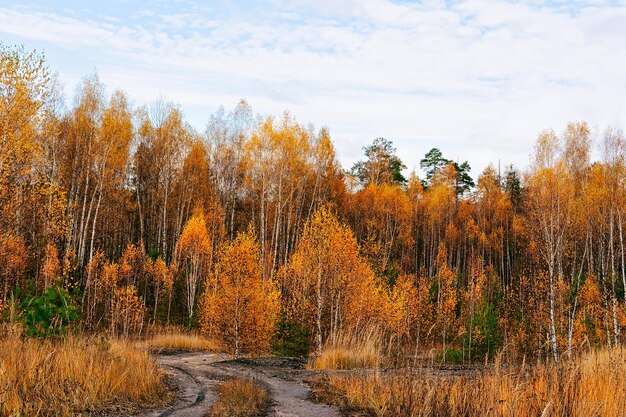 Beautiful autumn in the forest of yellow birches at Kaluga in Russia.