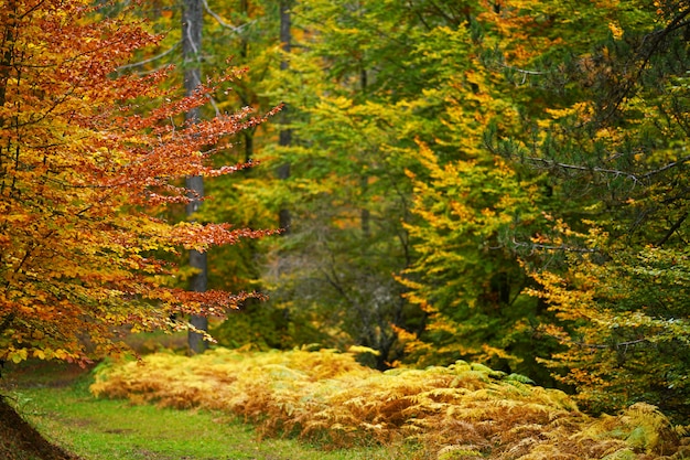 Bella foresta d'autunno