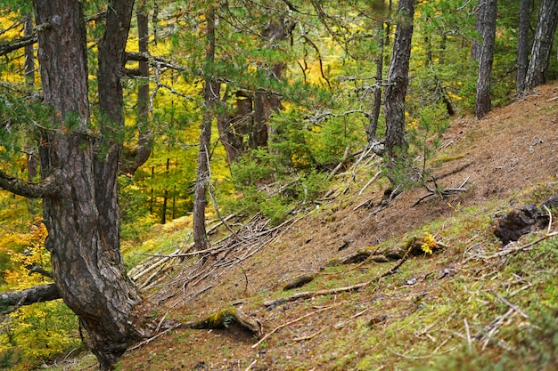 Beautiful autumn forest