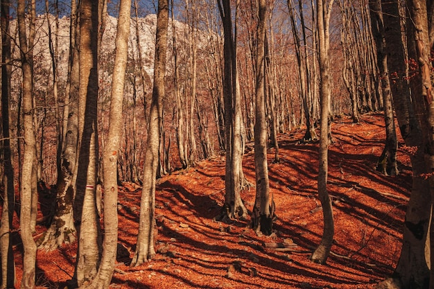 Foto bella foresta autunnale con sentieri escursionistici