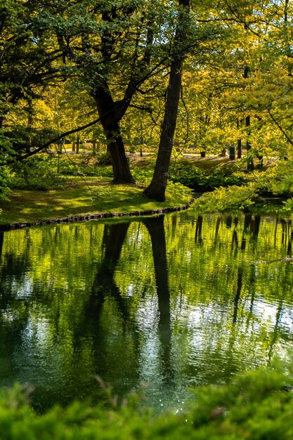 Beautiful autumn lake and forest Season Abstract natural background Blurry silhouettes of many green fall trees leaves reflect on peaceful surface of river lake or puddle water pond Selective focus