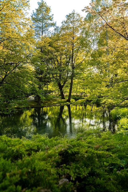 Beautiful autumn lake and forest season abstract natural\
background blurry silhouettes of many green fall trees leaves\
reflect on peaceful surface of river lake or puddle water pond\
selective focus