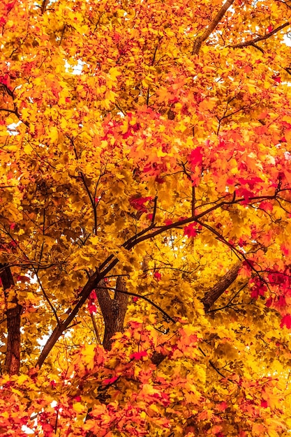 Photo beautiful autumn landscape background vintage nature scene in fall season