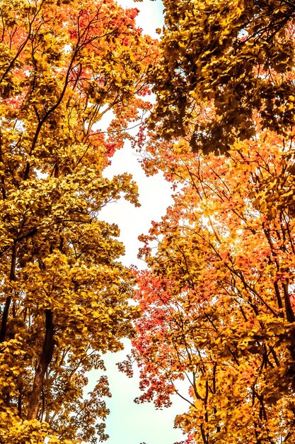 Photo beautiful autumn landscape background vintage nature scene in fall season