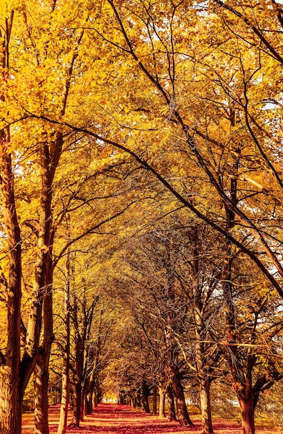 Beautiful autumn landscape background vintage nature scene in fall season