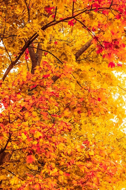 가을 시즌에 아름다운 가을 풍경 배경 빈티지 자연 장면