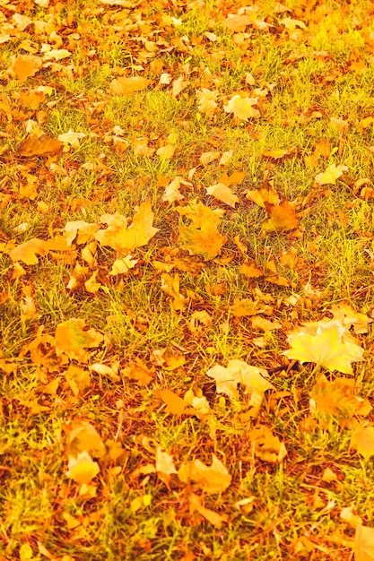 Foto bellissimo paesaggio autunnale sfondo vintage natura scena nella stagione autunnale