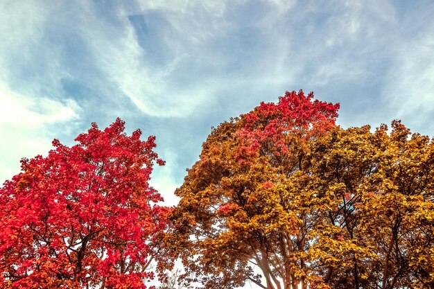 가을 시즌에 아름다운 가을 풍경 배경 빈티지 자연 장면
