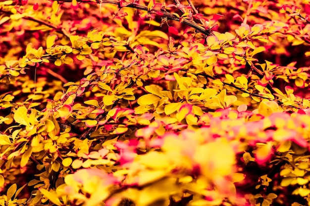 Photo beautiful autumn landscape background vintage nature scene in fall season