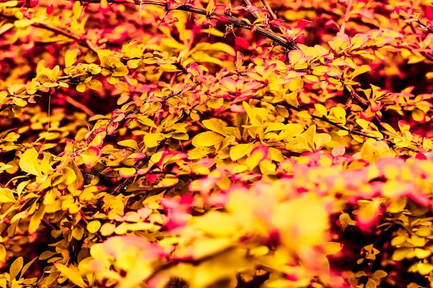 Beautiful autumn landscape background vintage nature scene in fall season