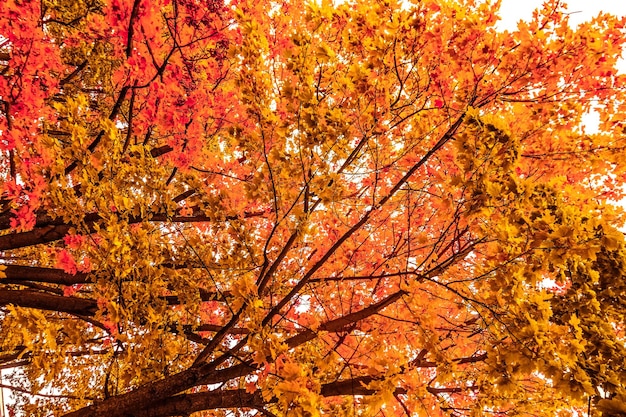 사진 가을 시즌에 아름다운 가을 풍경 배경 빈티지 자연 장면