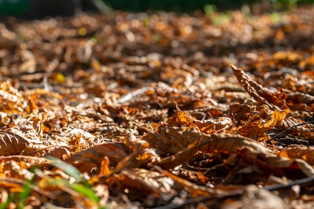 Beautiful autumn landscape falling leaves