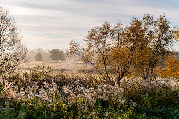 Beautiful autumn landscape Foggy dawn with hoarfrost