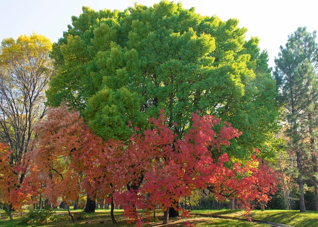 Beautiful autumn landscape Red and green leaves on a tree Autumn