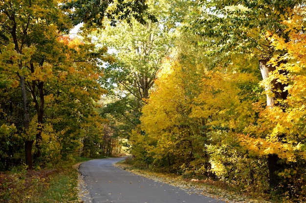 Bella strada di paesaggio autunnale tra gli alberi