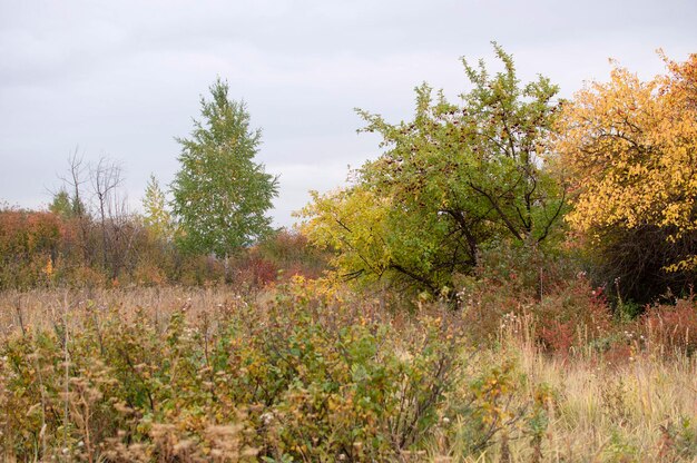 Beautiful autumn landscape with. Colorful foliage in the forest.