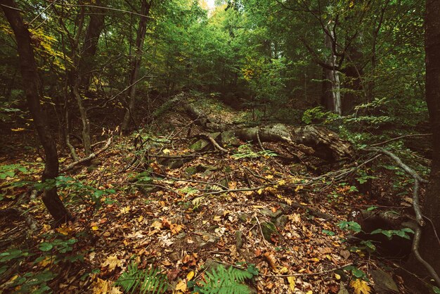 Beautiful autumn landscape with fallen dry red maple leaves forest and green trees