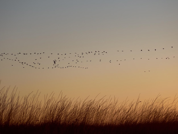 A beautiful autumn landscape with a flying flock of cormorants over a the field