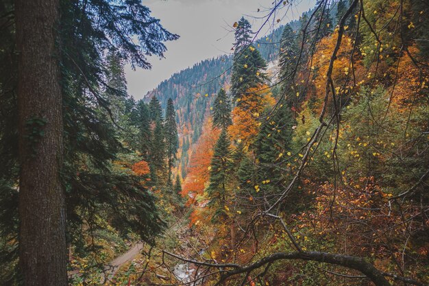 Photo beautiful autumn landscape with a forest road. autumn in the caucasian mountains.