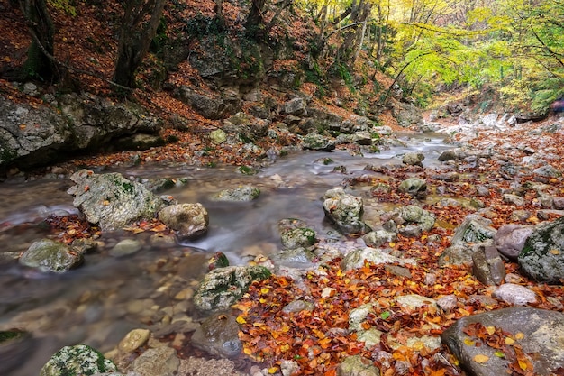 Foto bellissimo paesaggio autunnale con fiume di montagna, pietre e alberi colorati