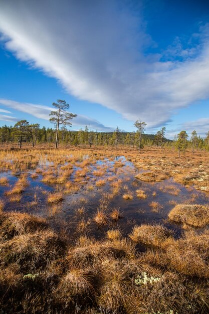 ノルウェーのフェムンドスマーカ国立公園の美しい秋の風景と沼地