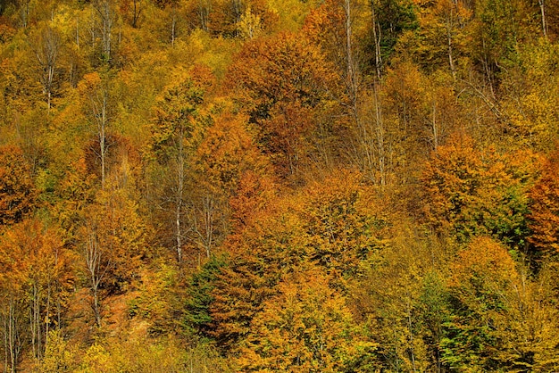 Beautiful autumn landscape with yellow trees Colorful foliage in the park