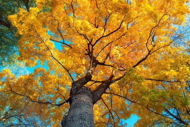黄色の木、緑、太陽、青い空と美しい秋の風景