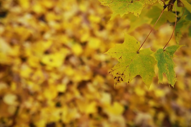 Beautiful autumn landscape with yellow trees and sun Colorful foliage in the park Falling leaves natural background