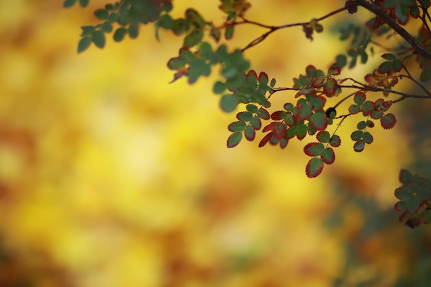 Beautiful autumn landscape with yellow trees and sun colorful foliage in the park falling leaves natural background