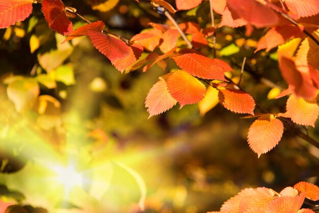 黄色い木々と太陽の美しい秋の風景公園の色とりどりの葉