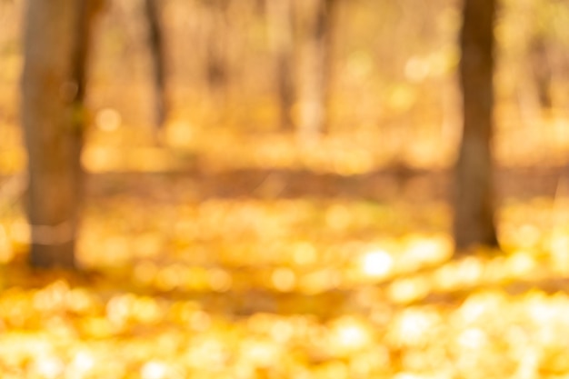 Beautiful autumn landscape with yellow trees and sun Colorful foliage in the park