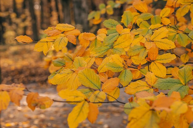 Beautiful autumn landscape with yellow trees