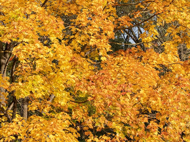 Beautiful autumn landscape with yellow trees