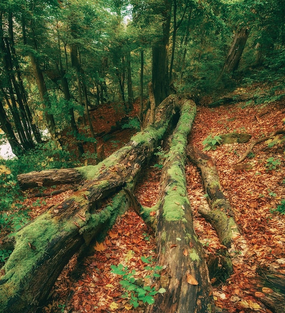 Beautiful autumn landscape