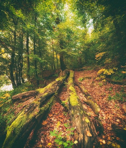 Beautiful autumn landscape