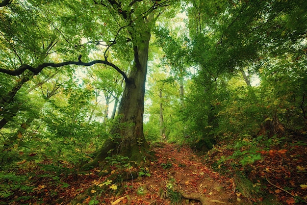 光沢のある抽象的な秋の背景