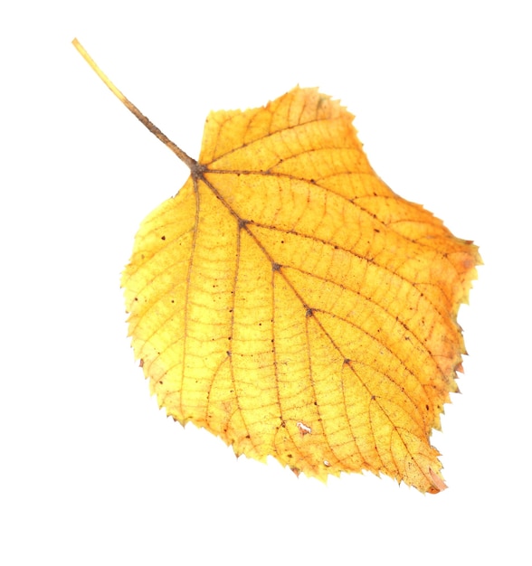 Beautiful autumn leaf isolated on white